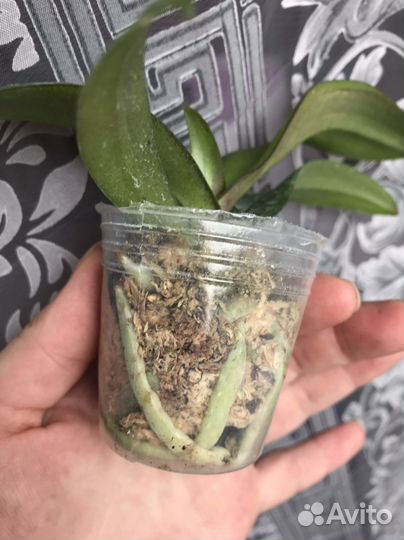 Орхидея Asc. Irene Dobkin