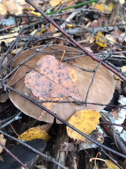 Участок 15 сот. (ИЖС)