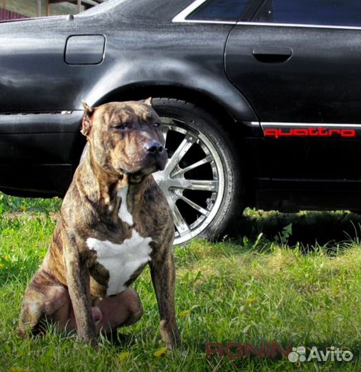 Щенки питбультерьера