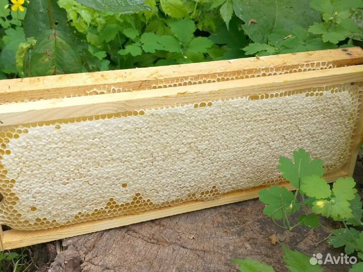 Мед Иван-чай (Кипрей)