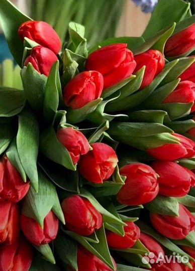 Тюльпаны к 8 марта оптом