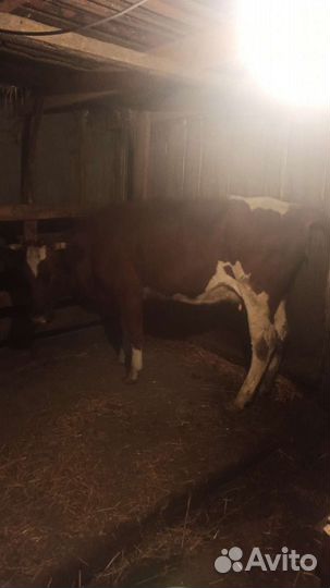 Корова дойная