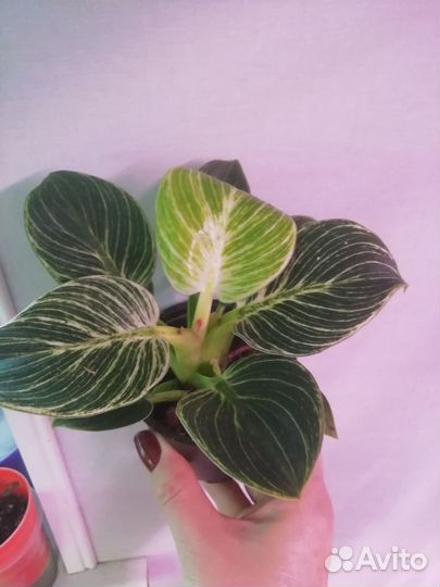 Филодендрон, эписция