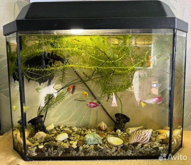 Аквариум (со всем содержимым)