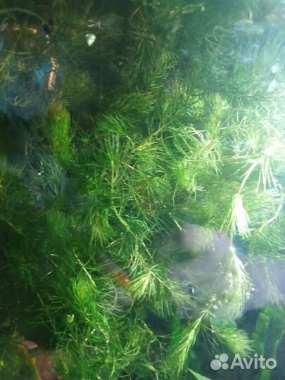 Роголистник