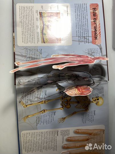 Книги по анатомии