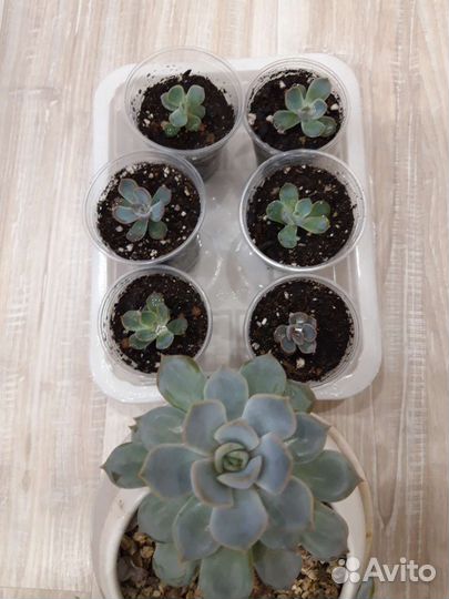 Суккуленты 1