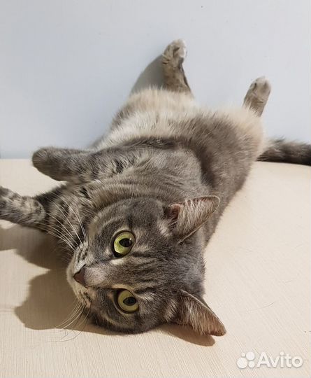 Кошка Соня в добрые руки