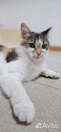 Кошка - талисман