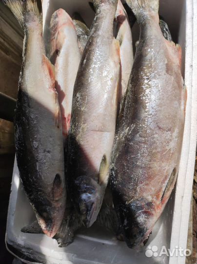 Рыба мороженая