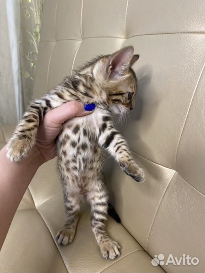 Бенгальские котята