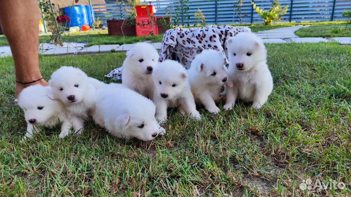 Щенки Самоеда