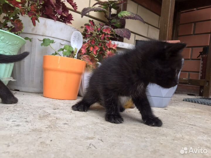 Котята в добрые руки девочки