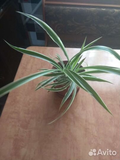 Хлорофитум