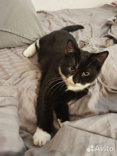 Очень ласковый котенок 4 месяца