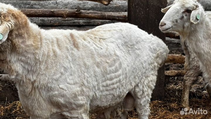 Баран на племя