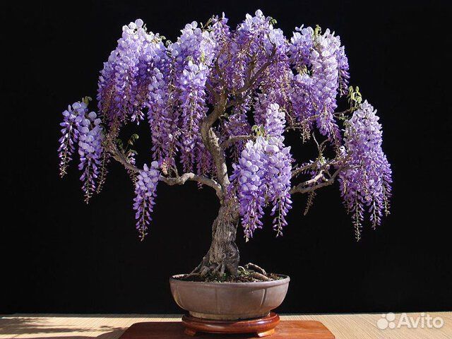 Семена бонсай, большой выбор