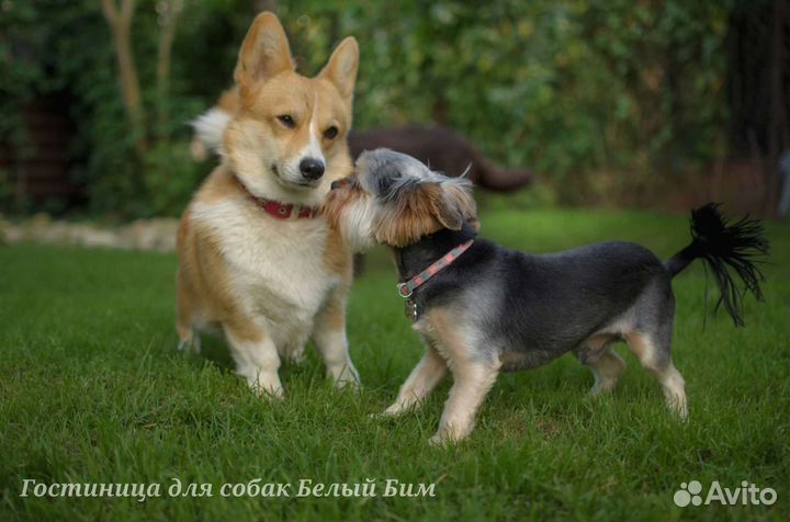 Гостиница (передержка) для собак 