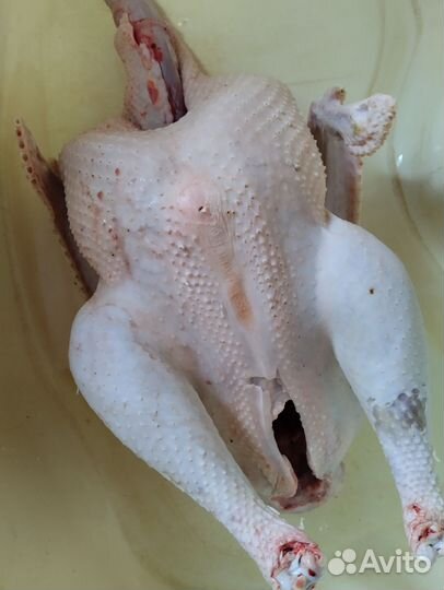 Мясо домашней индейки