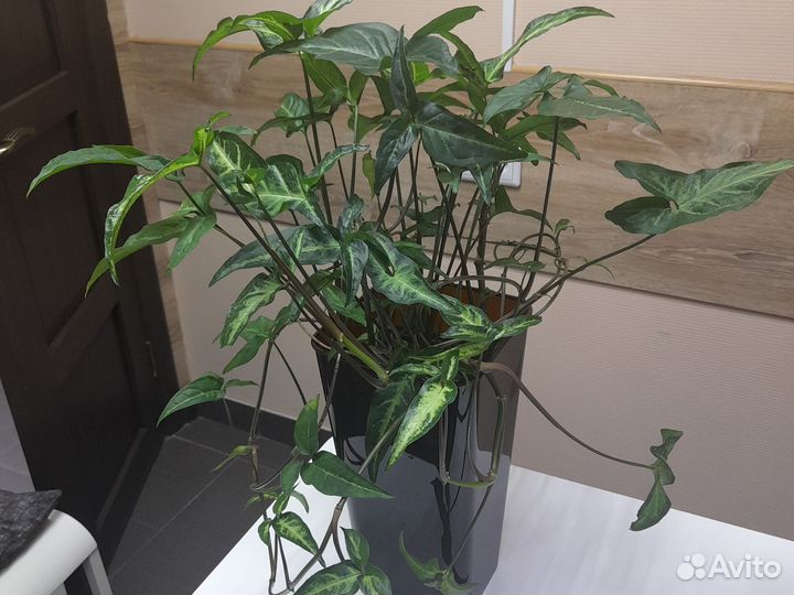 Сингониум срез