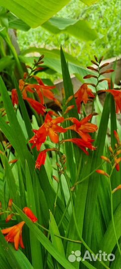 Крокосмия, лилии цветы