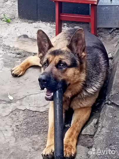 Немецкая овчарка вязка,Бесплатно