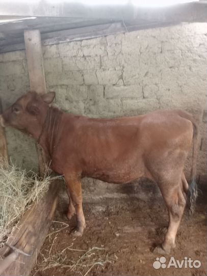 Телочки на молоко от хороших молочных коров