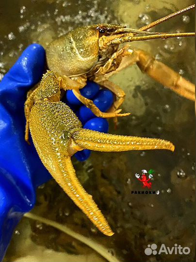 Раки премиум-класса быстрая доставка