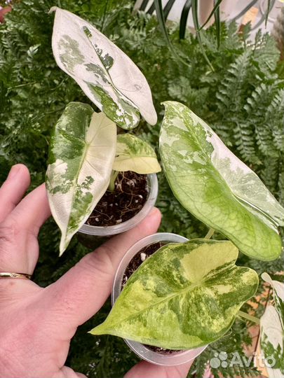 Алоказия фрайдек вариегатная