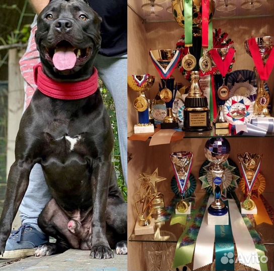 Вязка американский питбультерьер