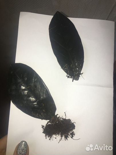 Замиокулькас Равен чёрный