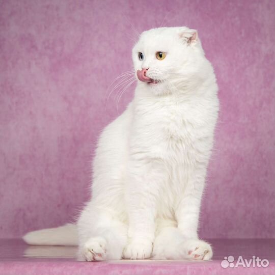 Кошечка ищет дом