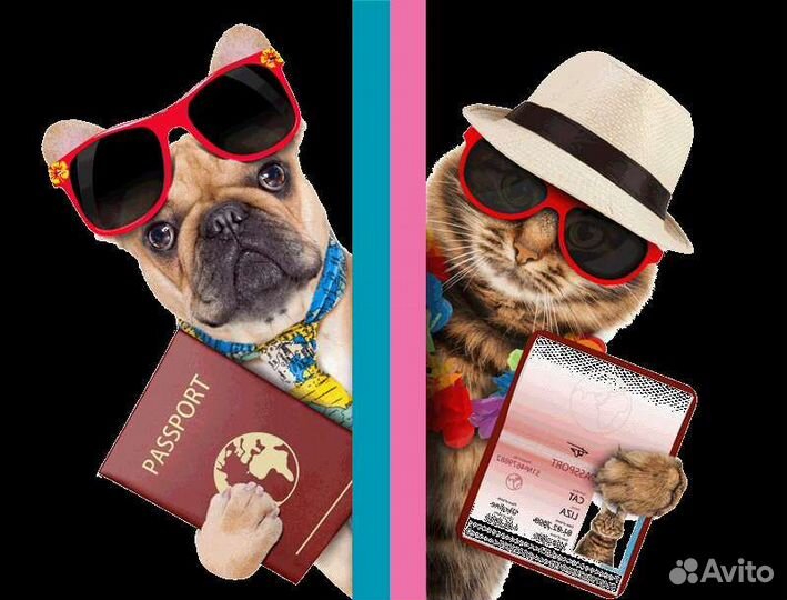 Ветеринарный врач на дом. Вакцинация животных