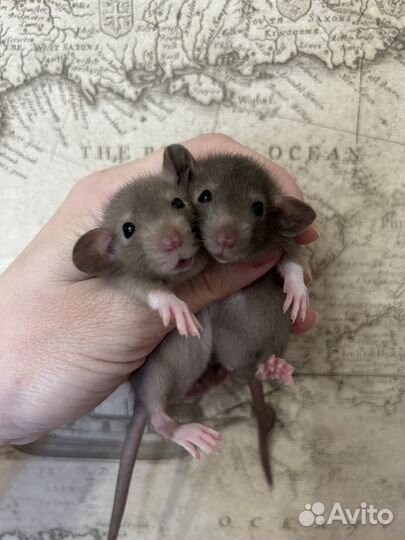 Крысята Дамбо малыши.Доставка.клетки