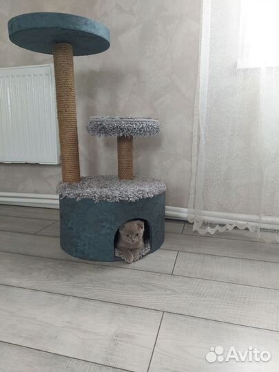 Когтеточка