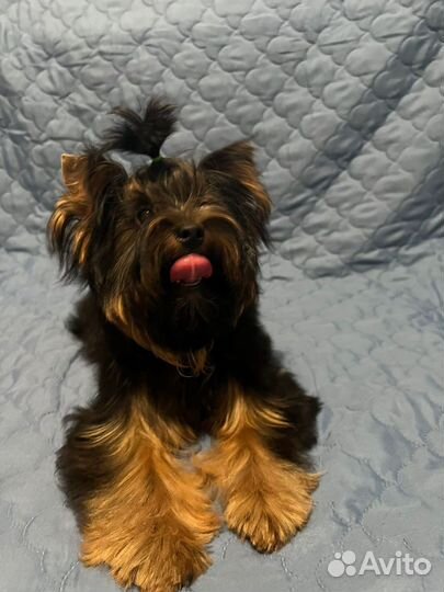 Красивый мальчик йоркширского терьера