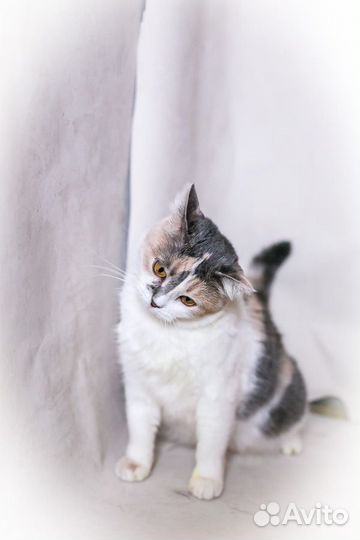 Кошка Ариша