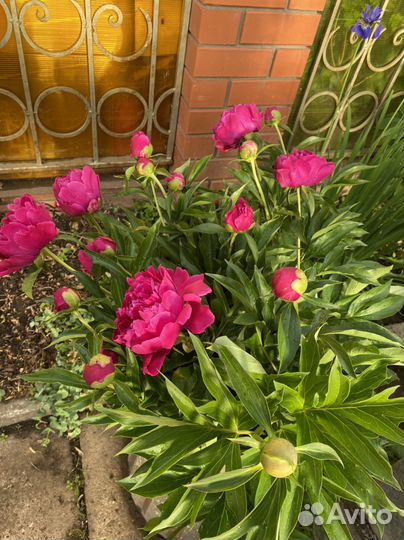 Пионы корни сортовых