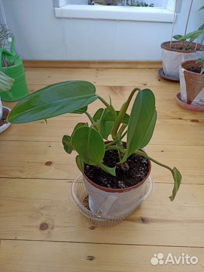 Maракуйя (пассифлора), филодендрон гитаровид