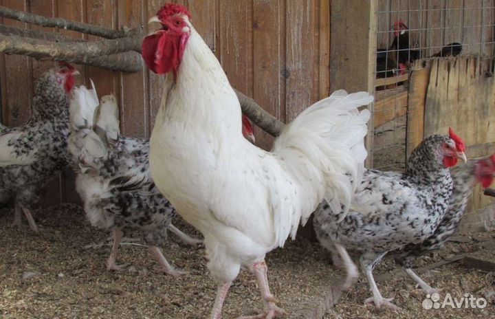 Петушки Пушкинские 4 шт