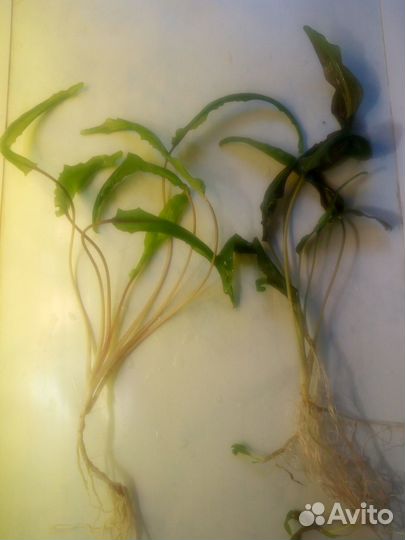 Для аквариума