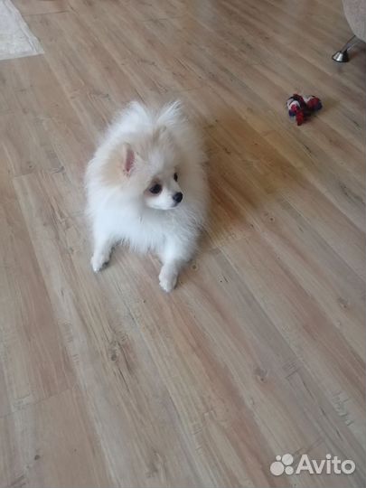 Померанский шпиц