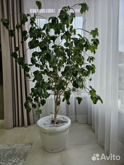 Дерево китайской розы