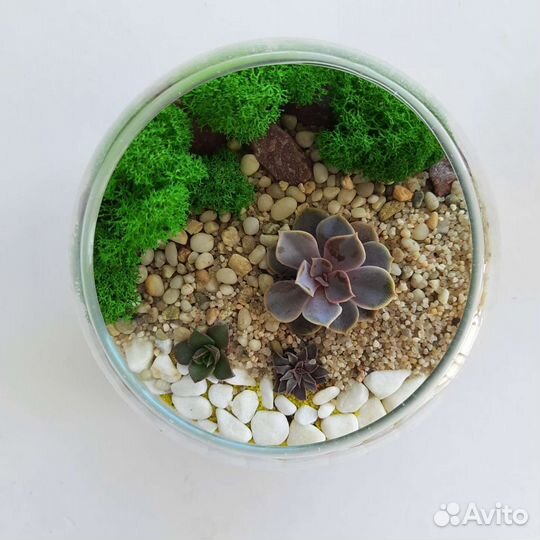 Флорариум с суккулентами и мхом на заказ