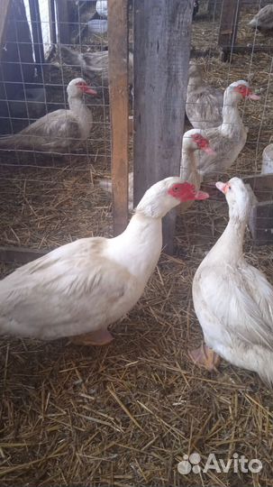 Инкубационное яйцо индоуток тяжёлой линии