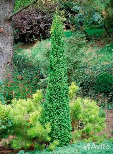 Редкие туи, Туевик вариегата