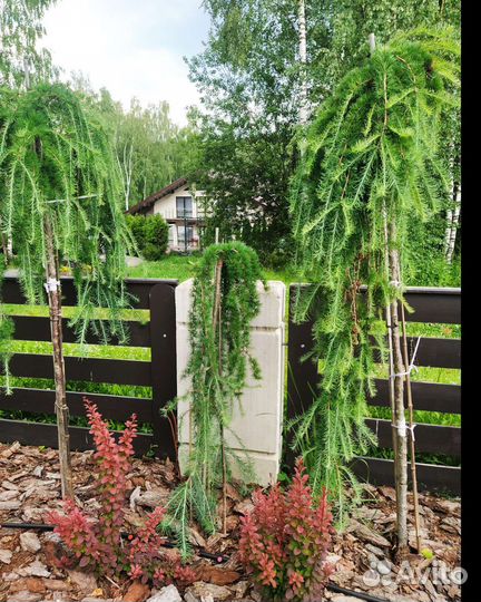 Сад.благоустройство