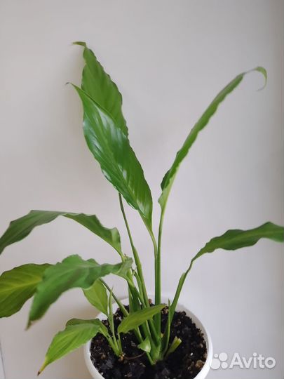 Филодендроны