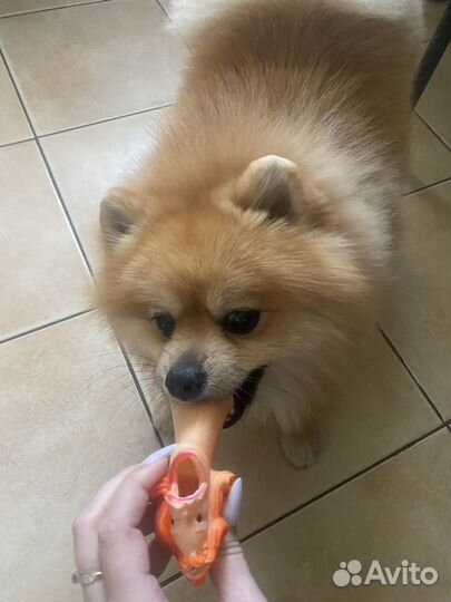 Померанский шпиц вязка