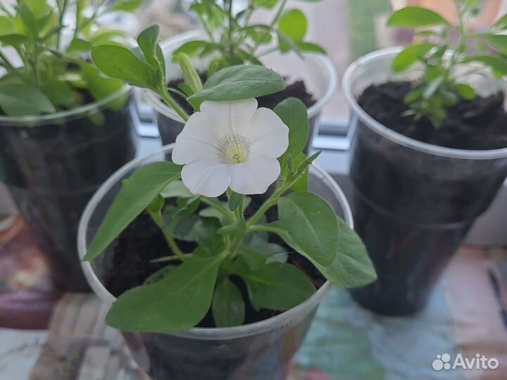 Рассада калибрахоа